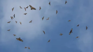 עונת הנדידה: מעל ישראל עוברות עשרות אלפי איות צרעים