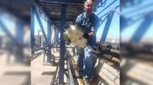 עובדי חברת החשמל חילצו צב ים שנסחף למערכת הקירור 