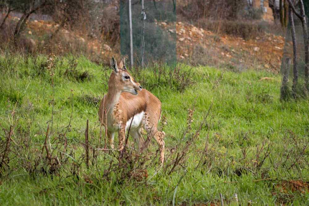 רשות הטבע והגנים תובעת צייד בסכום תקדימי: 594,000 שקלים על ציד צביה