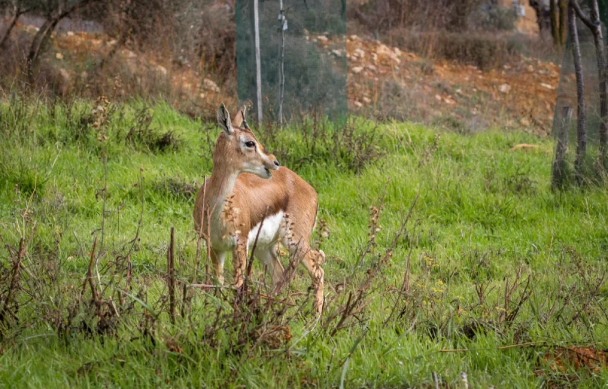 רשות הטבע והגנים תובעת צייד בסכום תקדימי: 594,000 שקלים על ציד צביה