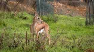 רשות הטבע והגנים תובעת צייד: 594,000 ש"ח על ציד צביה