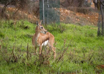 רשות הטבע והגנים תובעת צייד בסכום תקדימי: 594,000 שקלים על ציד צביה