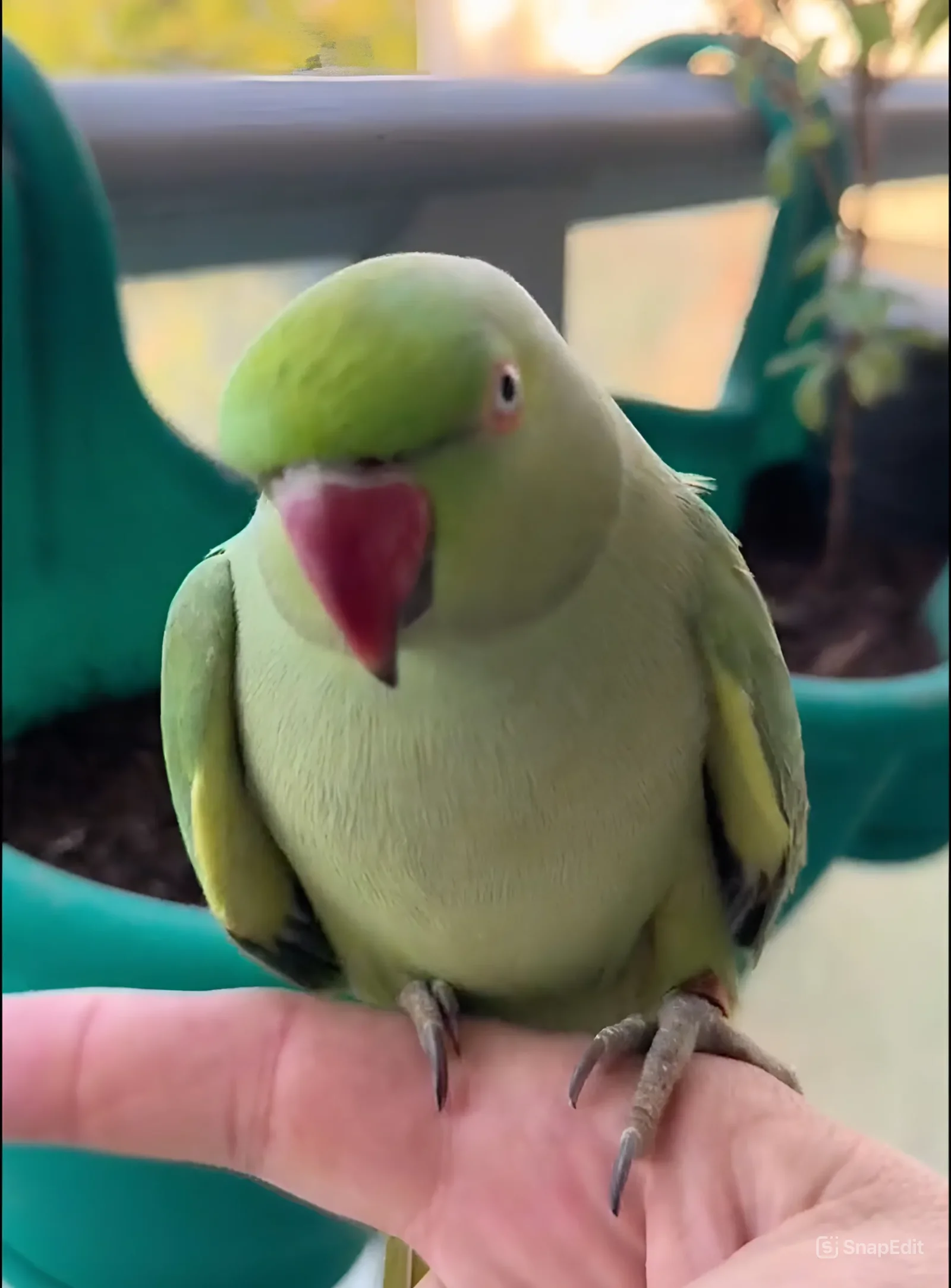 תוכי מדבר בעברית