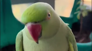 התוכי הכי מתקשר שראיתם