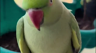 התוכי הכי מתקשר שראיתם