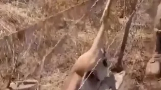 הצבי נתקע בגדר התיל, החיילים נחלצו לעזרה