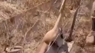 הצבי נתקע בגדר התיל, החיילים נחלצו לעזרה