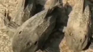 נדיר: הדגים נכנסו לתרדמת חורף