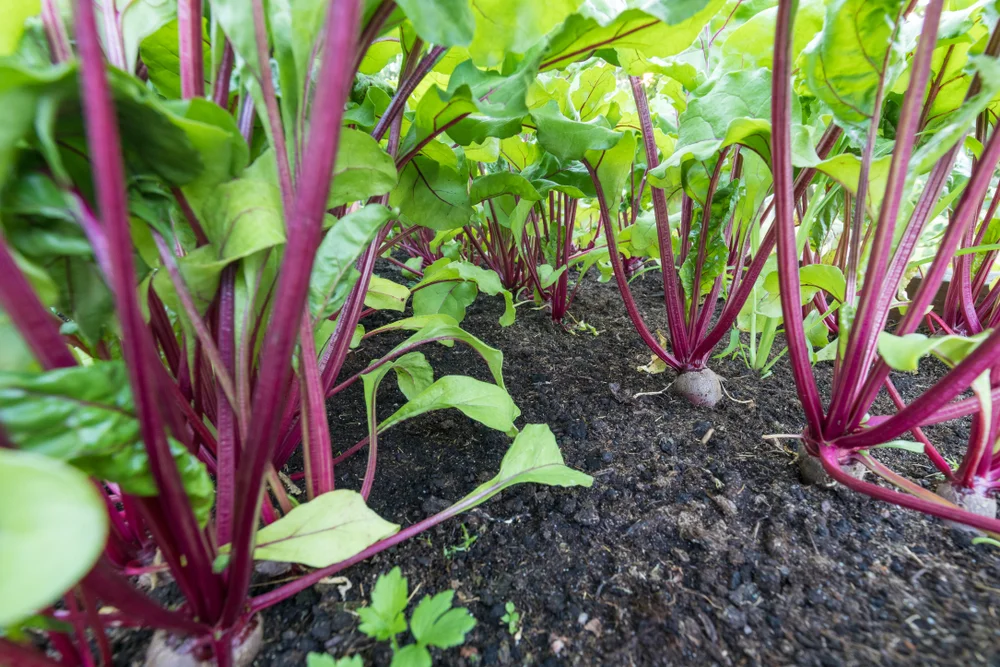 מה זה סילקא?