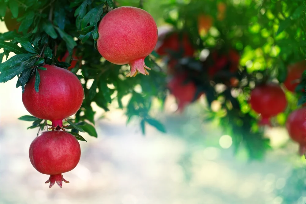 למה ראש השנה נקרא ראש השנה?