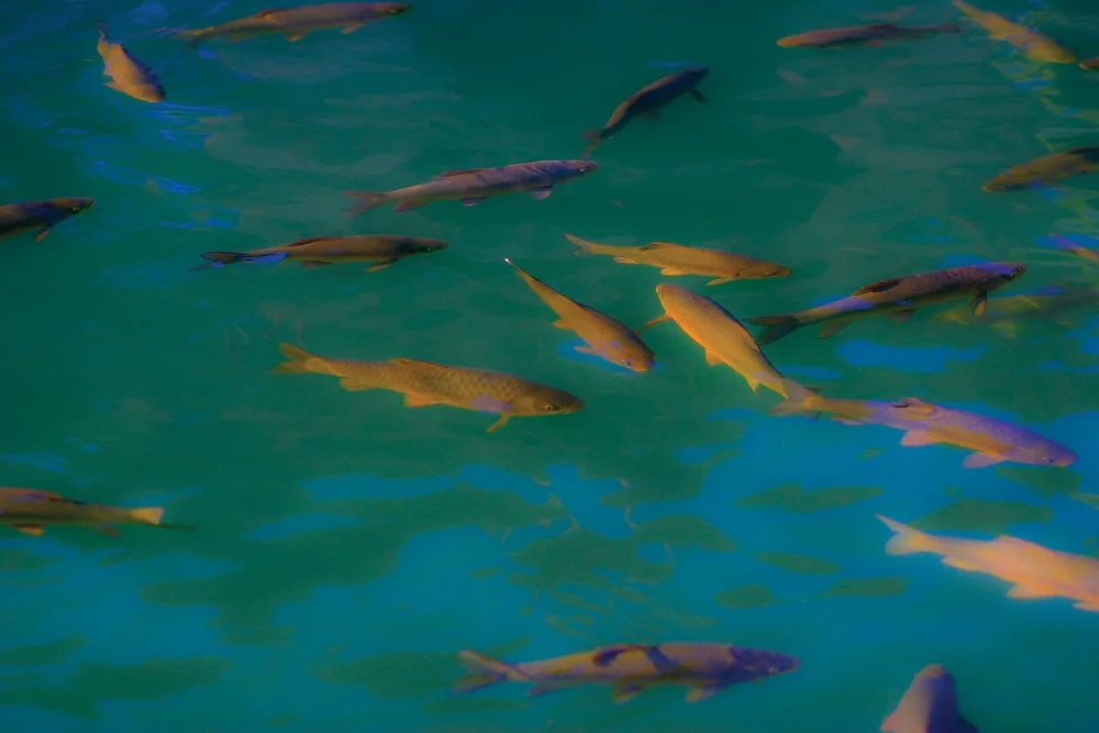 איפה אפשר לעשות תשליך? איפה אפשר לעשות תשליך?