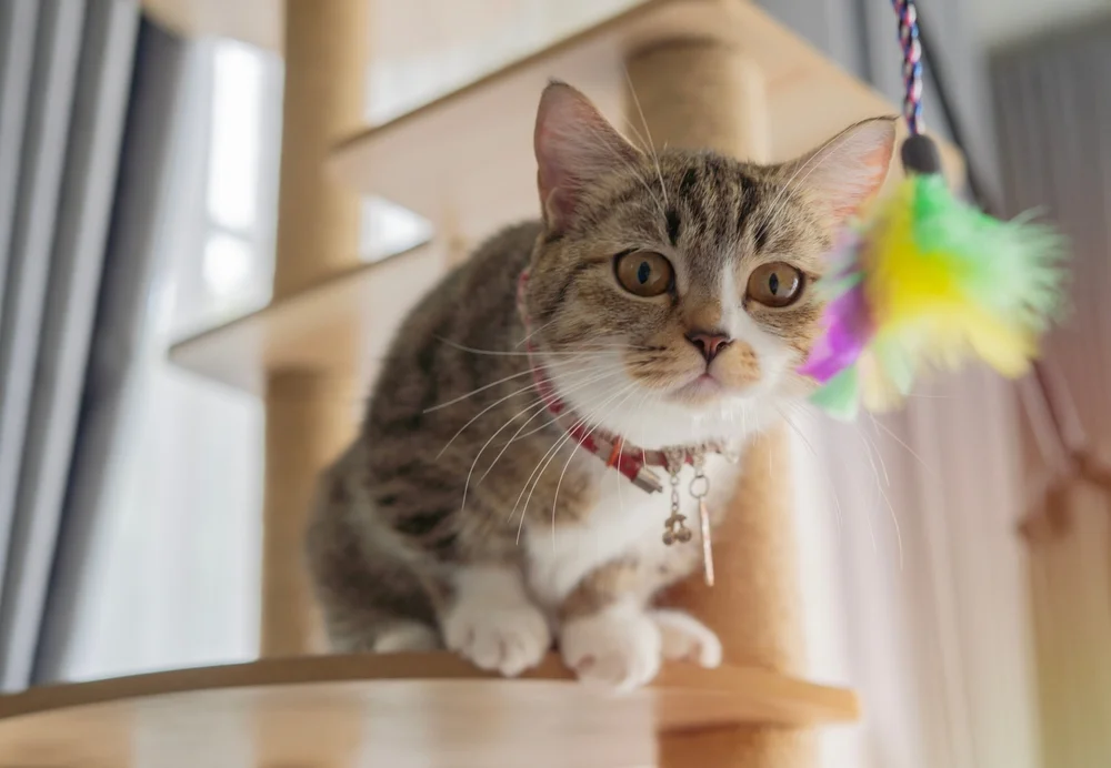 להשחית: החתולה שנכנסה לביתו של רבי פתייה וגרמה לחורבן להשחית: החתולה שנכנסה לביתו של רבי פתייה וגרמה לחורבן