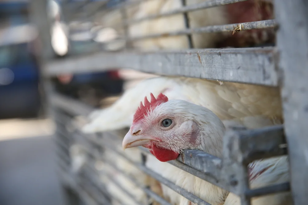 כיצד ניתן לתרום את התרנגול לאחר הכפרות?