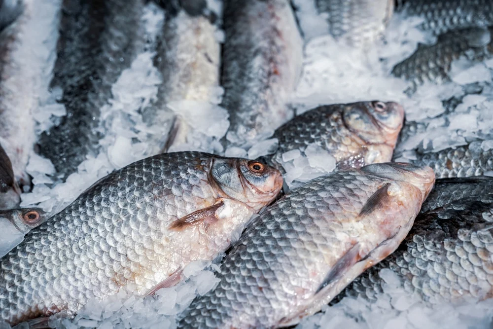 האם ניתן לעשות כפרות עם דג? האם ניתן לעשות כפרות עם דג?
