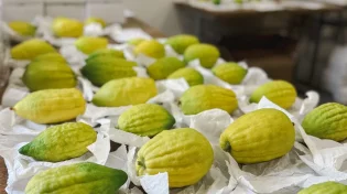 מהצפון המופגז ליהודי אוקראינה: סטים של 'ארבעת המינים'