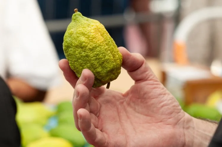 איך בודקים את כשרות ארבעת המינים? הרב אברהם ישעיהו בן חמו  משיב על השאלה 