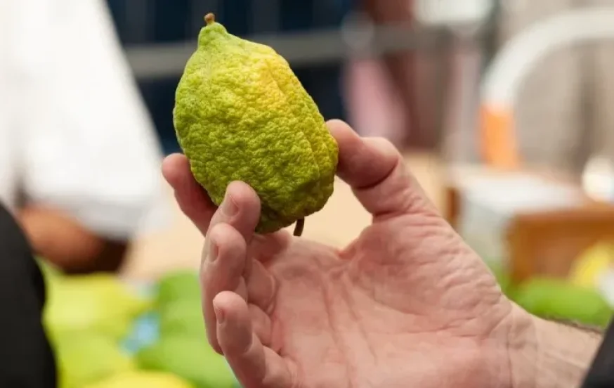 איך בודקים את כשרות ארבעת המינים? הרב אברהם ישעיהו בן חמו  משיב על השאלה 