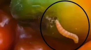 שימו לב טוב: זה מה שנמצא על דוכן הירקות