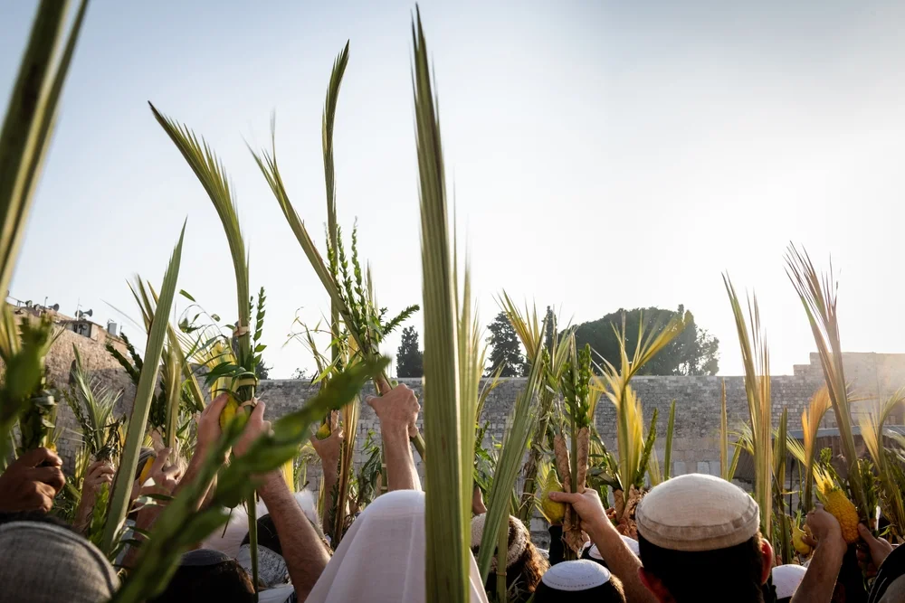 מהו הקשר בין הושענא רבה לסוכות? מהו הקשר בין הושענא רבה לסוכות?