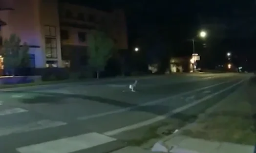 קולורדו: המשטרה עצרה ברחוב קנגורו עם טיטול 