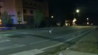 קולורדו: המשטרה עצרה ברחוב קנגורו עם חיתול