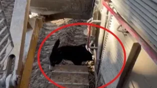 החמור אשם: הפעילות בעזה נעצרה - ובנינו, תרתי משמע