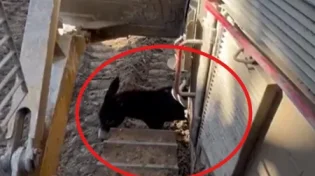 החמור אשם: הפעילות בעזה נעצרה - ובנינו, תרתי משמע