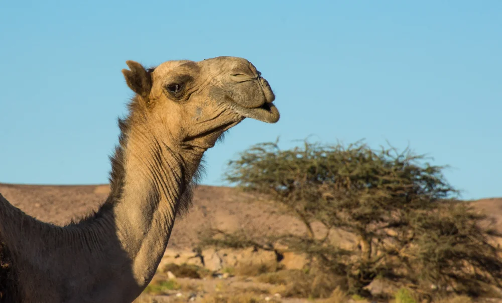 המאכל האהוב על הגמל