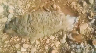 &rlm;טרור חקלאי: הכבשים נפלו בזה אחר זה