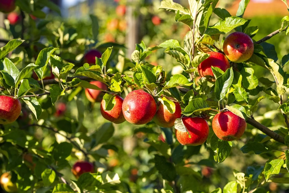 האם מותר לעקור עץ פרי? הרב אברהם ישעיהו בן חמו משיב על השאלה האם מותר לעקור עץ פרי? הרב אברהם ישעיהו בן חמו משיב על השאלה