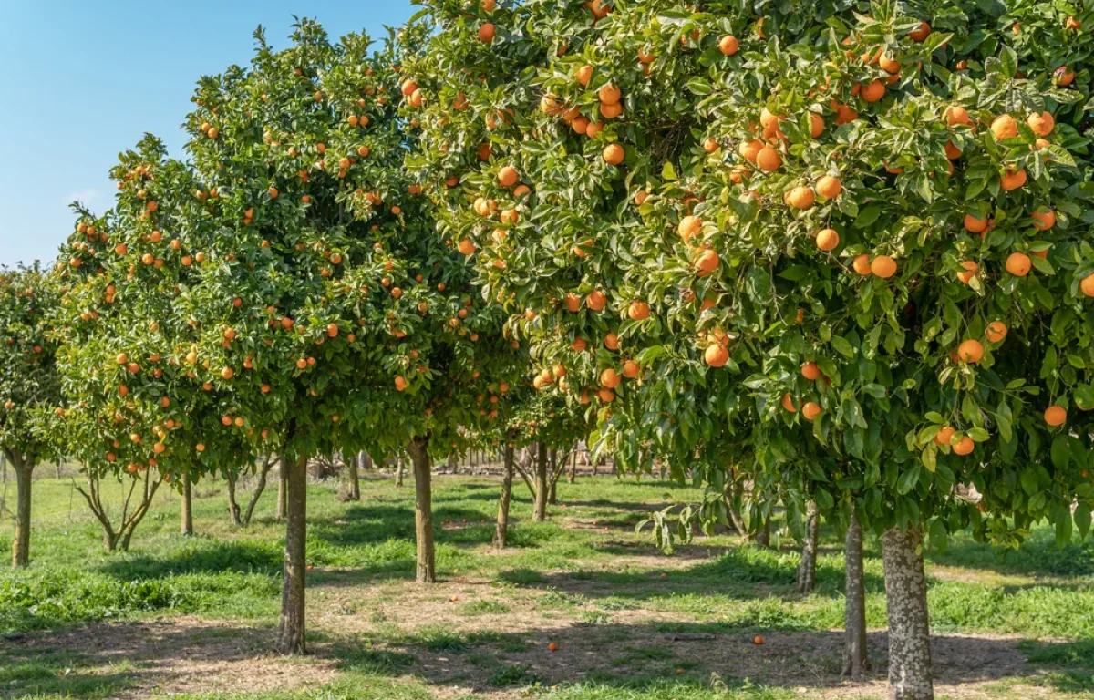 מדוע יש איסור לעקור עץ פרי? הרב אברהם ישעיהו בן חמו משיב על השאלה