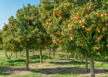 מדוע יש איסור לעקור עץ פרי? הרב אברהם ישעיהו בן חמו משיב על השאלה