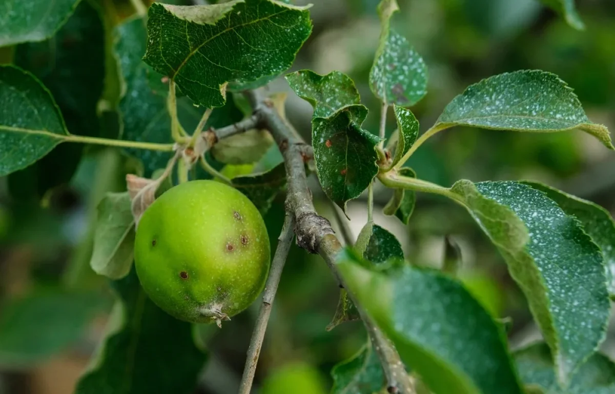 האם מותר לעקור עץ אם הוא מזיק? הרב אברהם ישעיהו בן חמו 