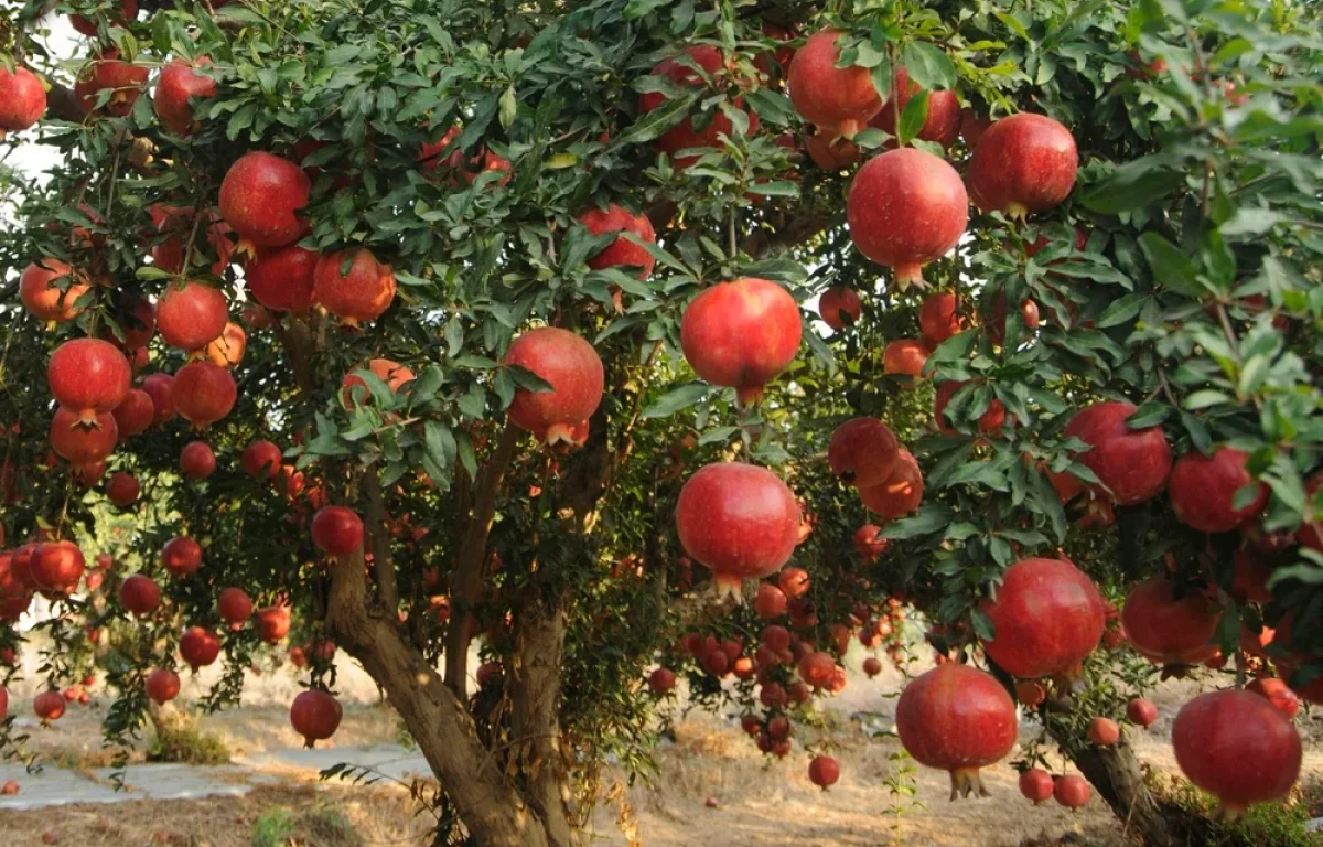 האם מותר לעקור עץ רימון? הרב אברהם ישעיהו בן חמו משיב על השאלה 