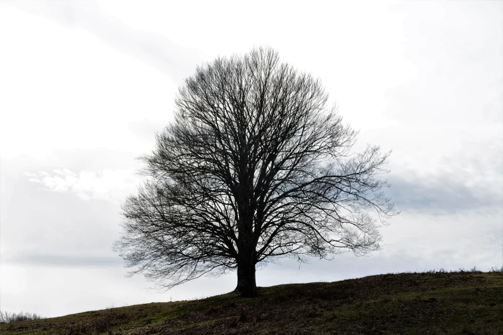 האם מותר לעקור עץ שאינו נותן פרי? הרב אברהם ישעיהו בן חמו משיב על השאלה 