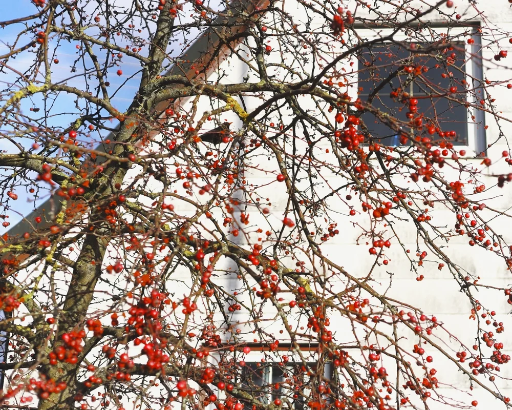 מה עושים במקרה של עץ פרי הגורם לנזק לרכוש? הרב אברהם ישעיהו בן חמו משיב על השאלה