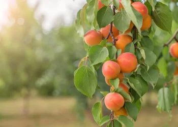 האם יש הבדל בין עקירת עץ פרי בארץ ישראל לחו"ל? הרב אברהם ישעיהו בן חמו משיב על השאלה 