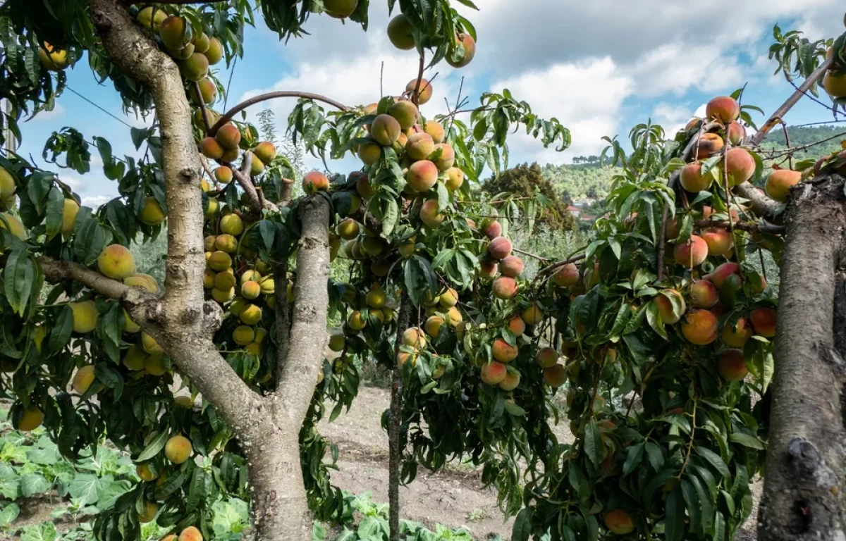 האם מותר לעקור עץ בשמיטה? הרב אברהם ישעיהו בן חמו משיב על השאלה 