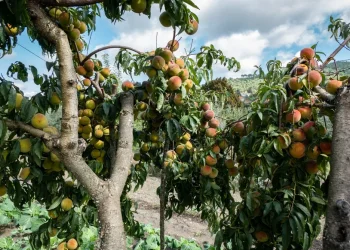 האם מותר לעקור עץ בשמיטה? הרב אברהם ישעיהו בן חמו משיב על השאלה 