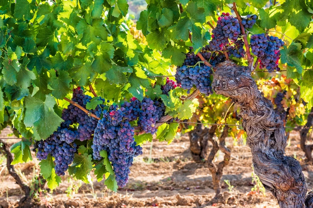 האם מותר לעקור עצי פרי משבעת המינים? הרב אברהם ישעיהו בן חמו משיב על השאלה 