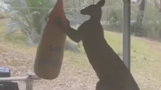 צפו: הקנגורו ששומר על כושר&nbsp;