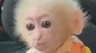 חמודי: הקופיקו הכי מתוק שראיתם