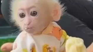 חמודי: הקופיקו הכי מתוק שראיתם