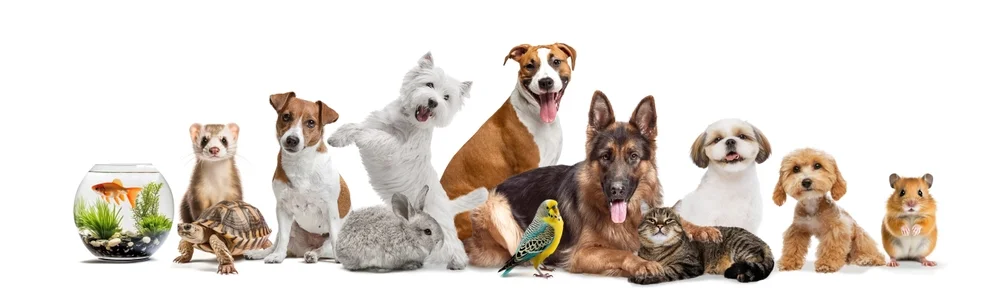 האם יש ברכה על רכישת חיה? הרב אברהם ישעיהו בן חמו משיב על השאלה