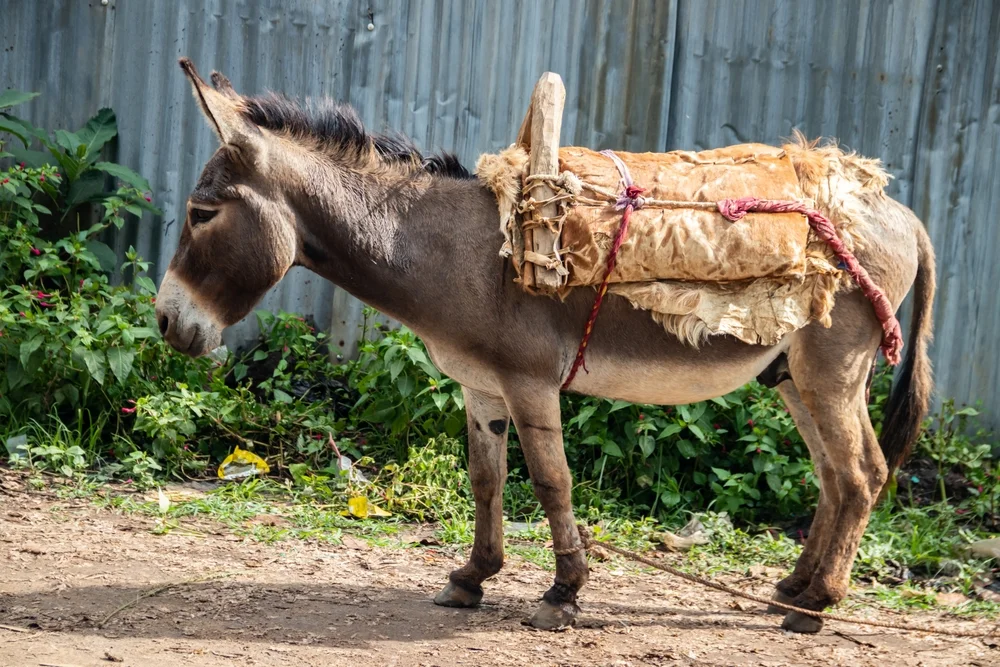 מדוע לא משתמשים בחיות לעבודה בשבת? הרב אברהם ישעיהו בן חמו משיב על השאלה 
