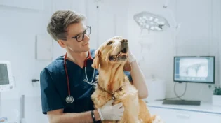האם מותר לקחת חיה לווטרינר בשבת?