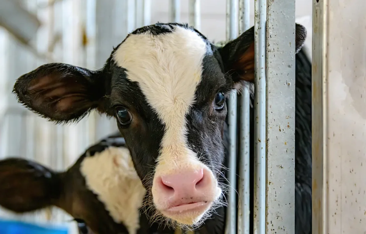 מדוע יש איסור על שחיטת חיות בחול המועד? הרב אברהם ישעיהו בן חמו משיב על השאלה 