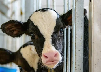 מדוע יש איסור על שחיטת חיות בחול המועד? הרב אברהם ישעיהו בן חמו משיב על השאלה 