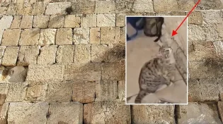 מסעיר את הרשת: חתול מיילל בכותל המערבי