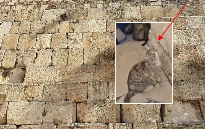 מסעיר את הרשת: חתול מיילל בכותל המערבי